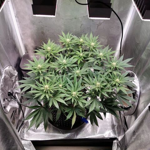 Cookies Kush #2 growlog timeline photo