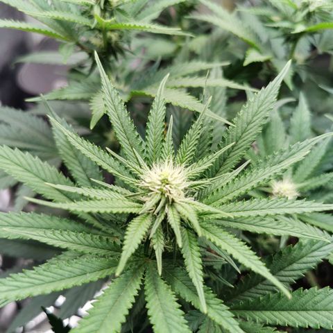Cookies Kush #2 growlog timeline photo
