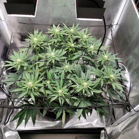 Cookies Kush #2 growlog timeline photo