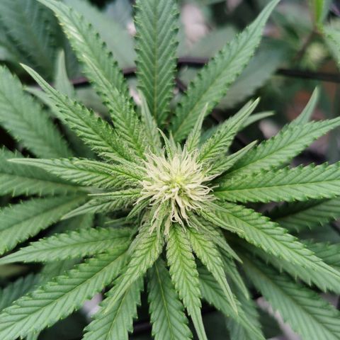 Cookies Kush #2 growlog timeline photo