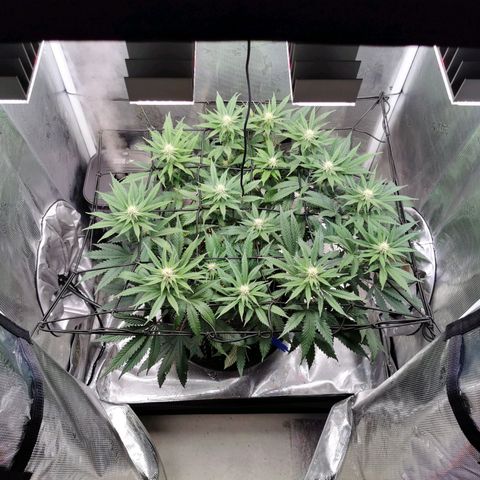 Cookies Kush #2 growlog timeline photo