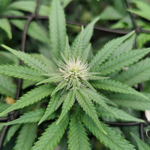 Cookies Kush #2 growlog timeline photo