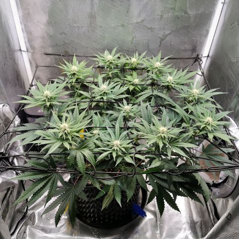 Cookies Kush #2 growlog timeline photo