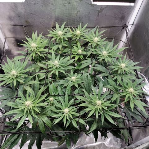 Cookies Kush #2 growlog timeline photo