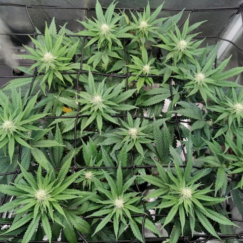 Cookies Kush #2 growlog timeline photo