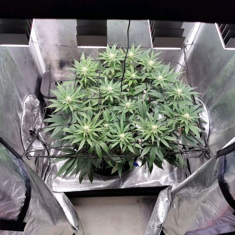 Cookies Kush #2 growlog timeline photo