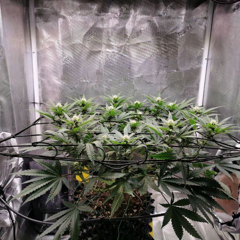 Cookies Kush #2 growlog timeline photo