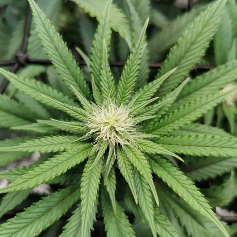 Cookies Kush #2 growlog timeline photo