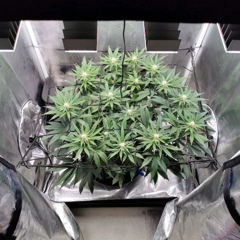Cookies Kush #2 growlog timeline photo