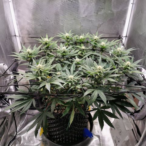 Cookies Kush #2 growlog timeline photo