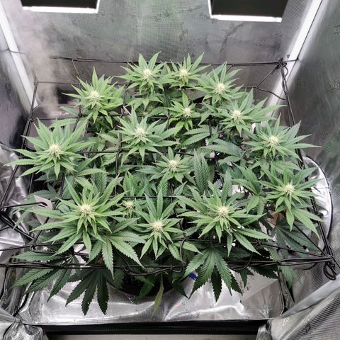 Cookies Kush #2 growlog timeline photo