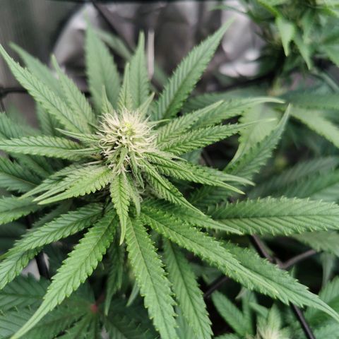 Cookies Kush #2 growlog timeline photo