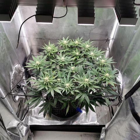 Cookies Kush #2 growlog timeline photo
