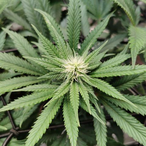 Cookies Kush #2 growlog timeline photo