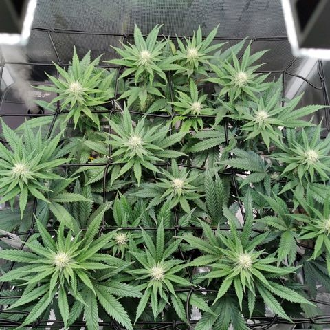 Cookies Kush #2 growlog timeline photo