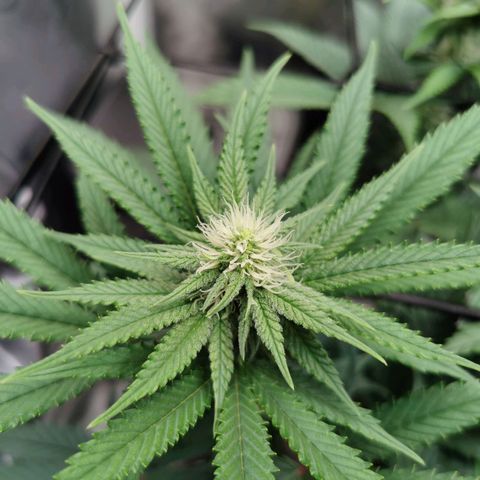 Cookies Kush #2 growlog timeline photo