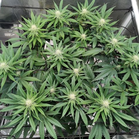 Cookies Kush #2 growlog timeline photo