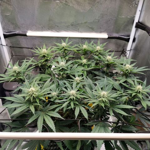 Cookies Kush #2 growlog timeline photo