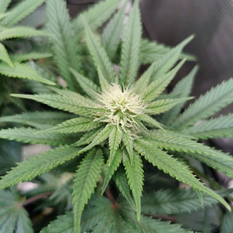 Cookies Kush #2 growlog timeline photo