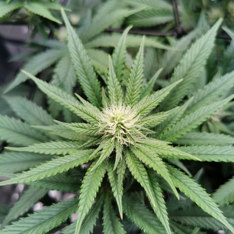 Cookies Kush #2 growlog timeline photo