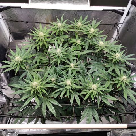 Cookies Kush #2 growlog timeline photo