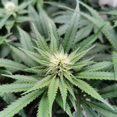 Cookies Kush #2 growlog timeline photo