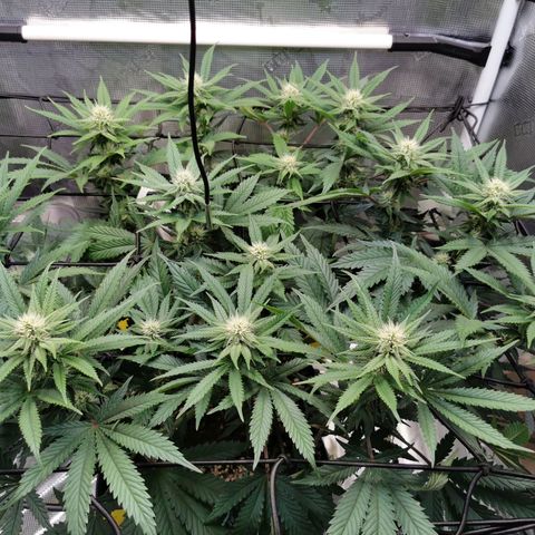 Cookies Kush #2 growlog timeline photo