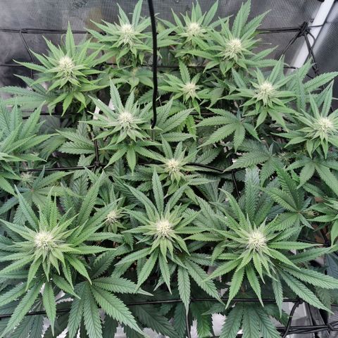 Cookies Kush #2 growlog timeline photo