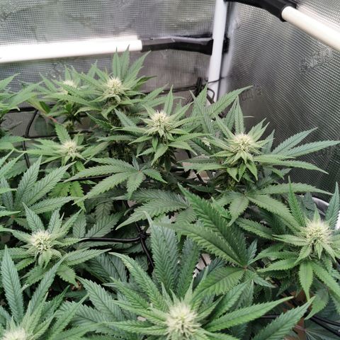 Cookies Kush #2 growlog timeline photo