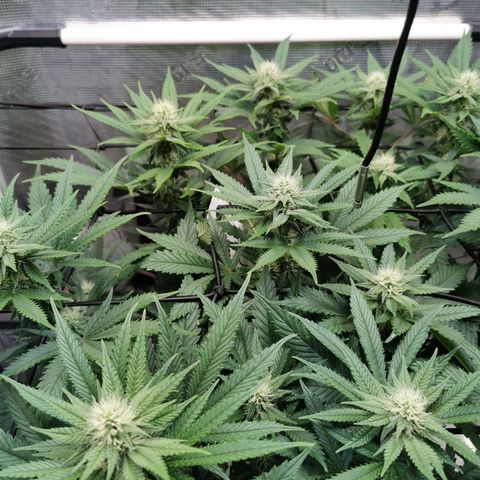 Cookies Kush #2 growlog timeline photo