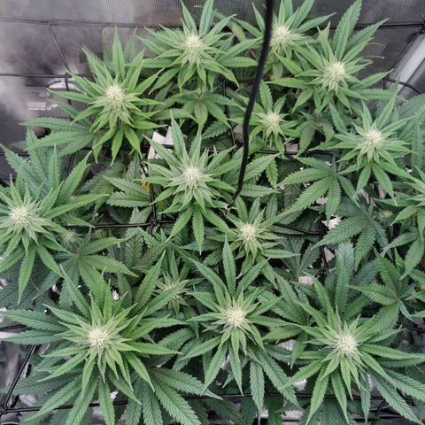 Cookies Kush #2 growlog timeline photo