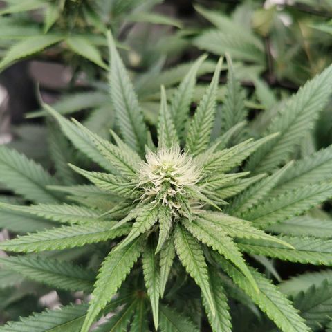Cookies Kush #2 growlog timeline photo