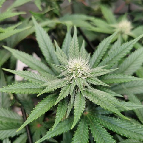 Cookies Kush #2 growlog timeline photo