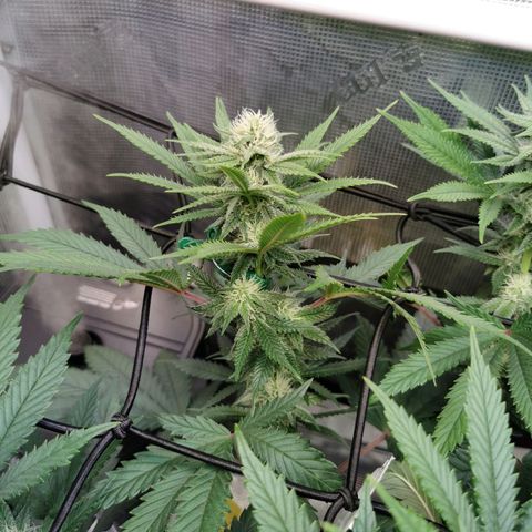 Cookies Kush #2 growlog timeline photo