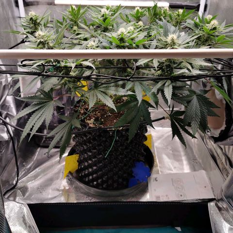 Cookies Kush #2 growlog timeline photo