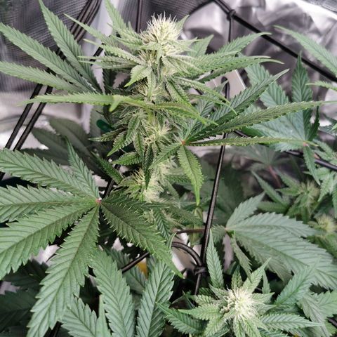 Cookies Kush #2 growlog timeline photo