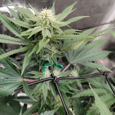 Cookies Kush #2 growlog timeline photo
