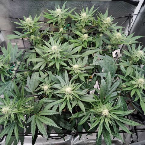 Cookies Kush #2 growlog timeline photo