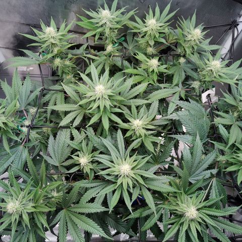 Cookies Kush #2 growlog timeline photo