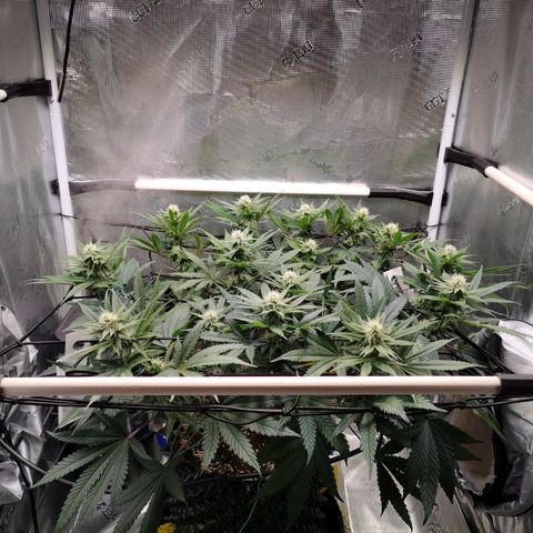 Cookies Kush #2 growlog timeline photo