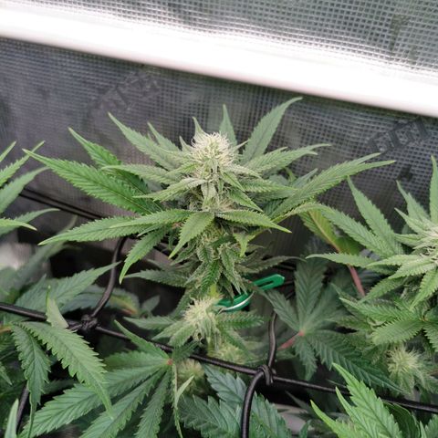 Cookies Kush #2 growlog timeline photo