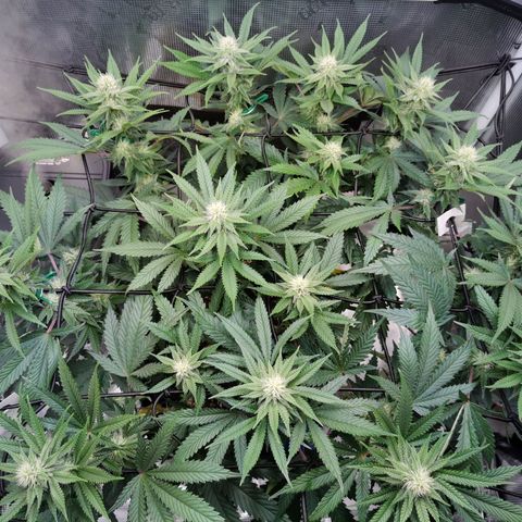 Cookies Kush #2 growlog timeline photo
