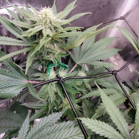 Cookies Kush #2 growlog timeline photo