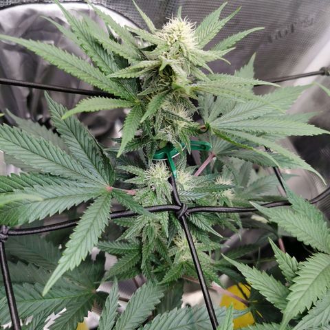 Cookies Kush #2 growlog timeline photo