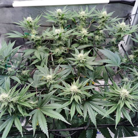 Cookies Kush #2 growlog timeline photo
