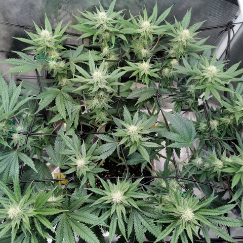Cookies Kush #2 growlog timeline photo