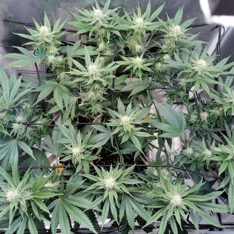 Cookies Kush #2 growlog timeline photo