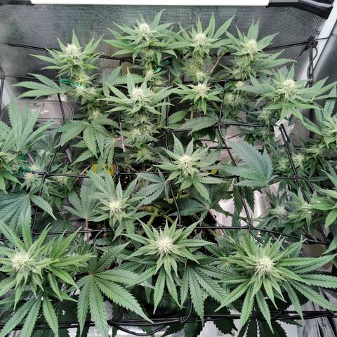 Cookies Kush #2 growlog timeline photo