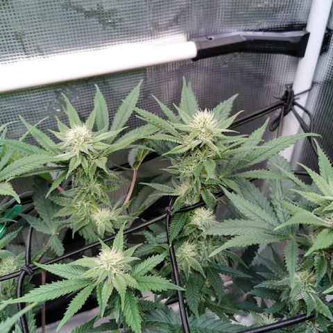 Cookies Kush #2 growlog timeline photo