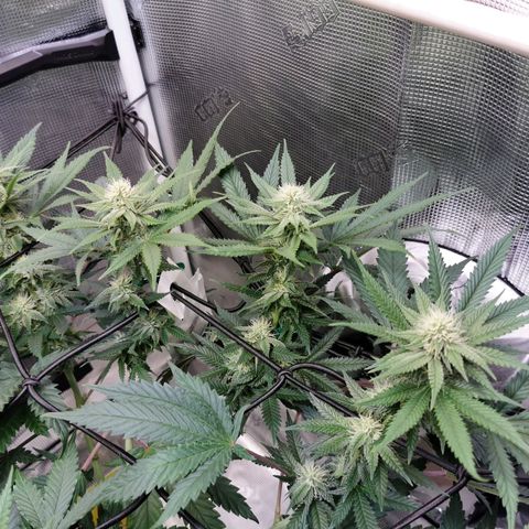 Cookies Kush #2 growlog timeline photo